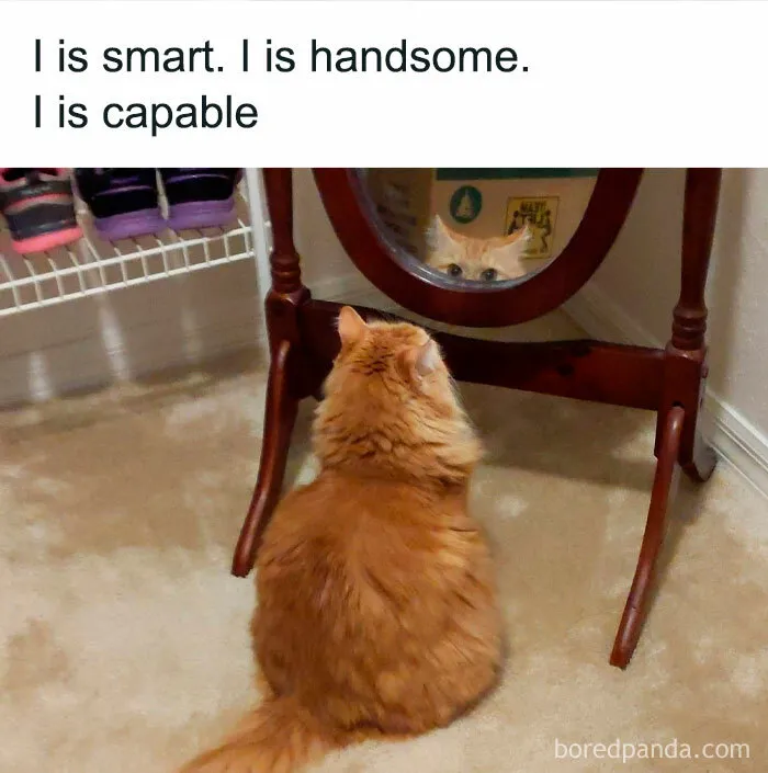 50 Ridiculously Cute Cat Memes That Can Brighten Your Day