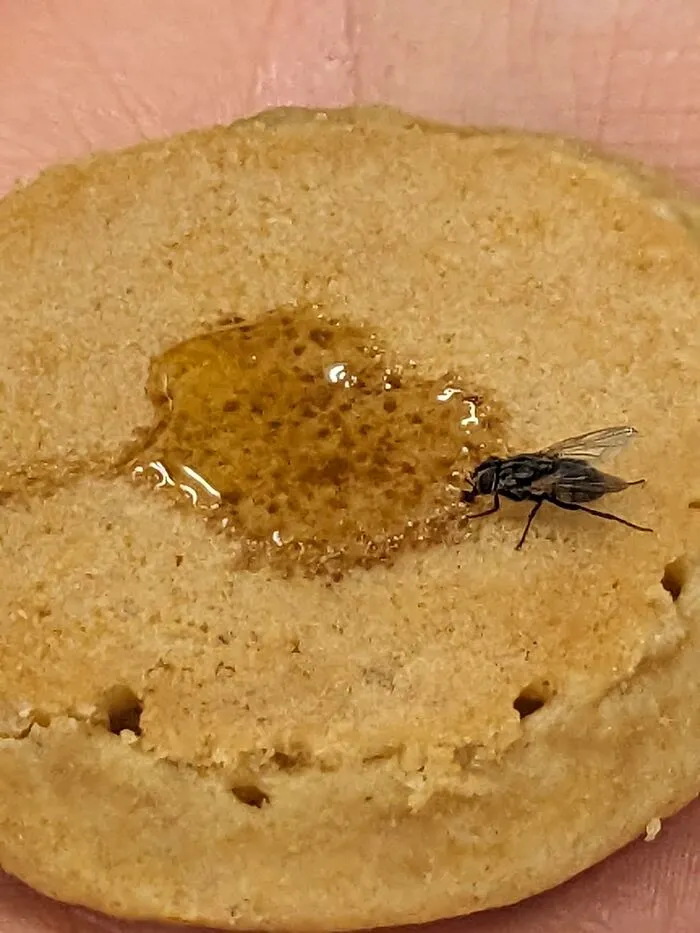 My Pet Fly
