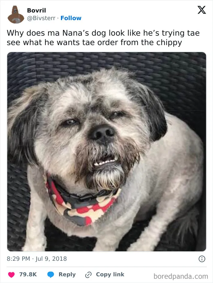 Scots Have The Best Sense Of Humor And These 50 Memes Prove It