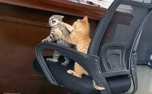 50 Hilarious Random Pics To Brighten Your Day And Distract You From Your Responsibilities
