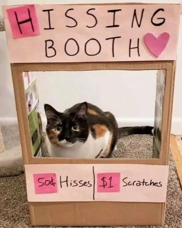 50 Of The Most Adorable Cats That Need A Raise For Their Top-Tier Work Ethic (New Pics)