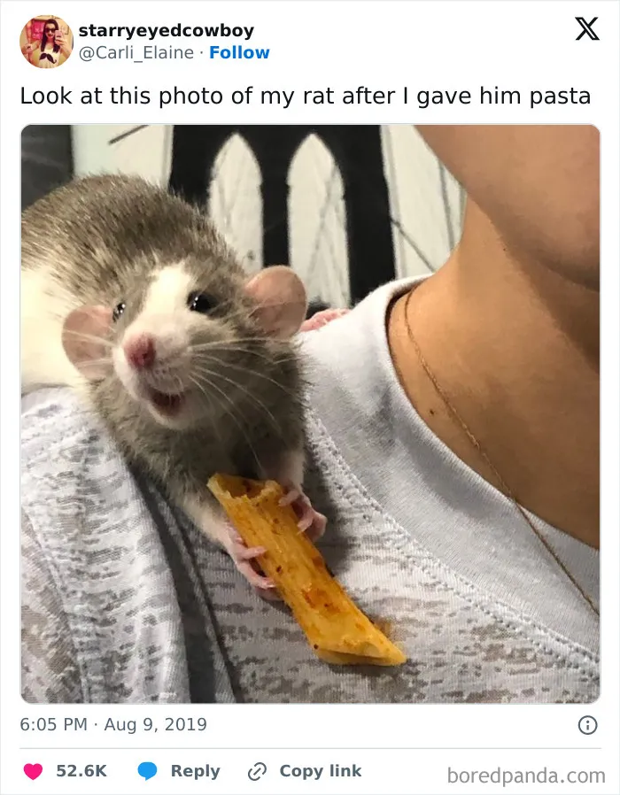 50 Times Animals Were Funnier And More Relatable Than People