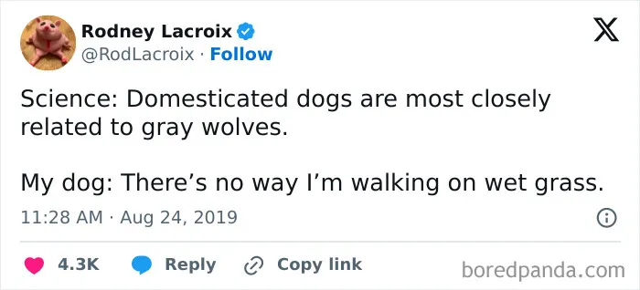50 Memes That Dog Owners May Find Funny And Relatable