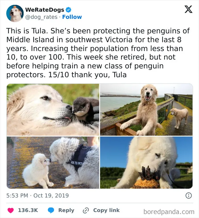 Thank You Tula