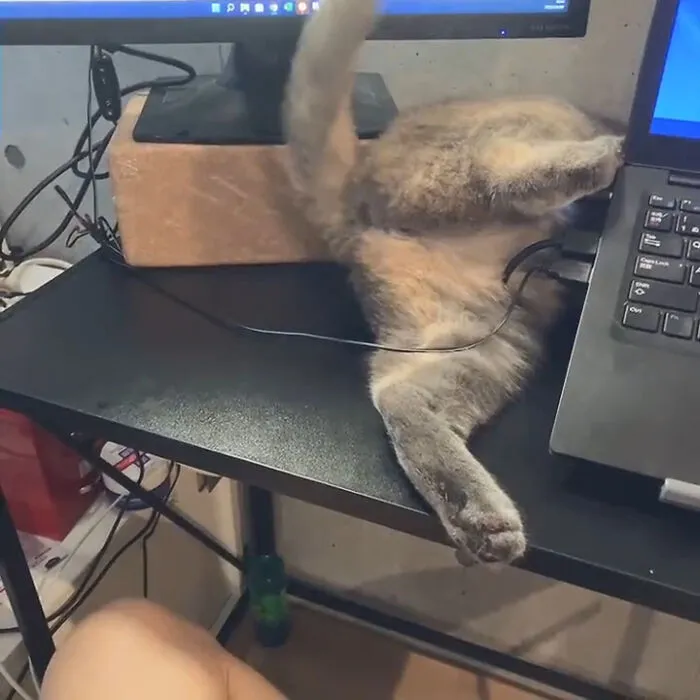 50 Of The Most Adorable Cats That Need A Raise For Their Top-Tier Work Ethic (New Pics)