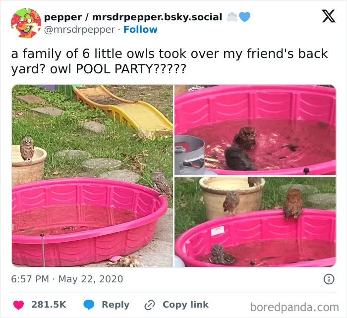 50 Times Animals Were Funnier And More Relatable Than People