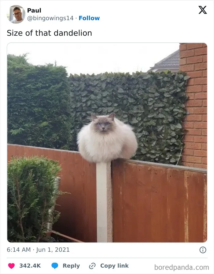 50 Funny "Great British Memes" To Crack You Up