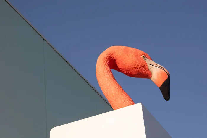 Flamingo Fever: Inspiring Votes With A Pop Of Pink (17 Pics)
