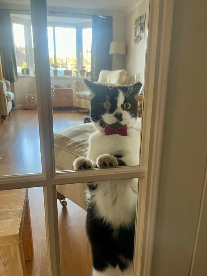 50 Of The Most Adorable Cats That Need A Raise For Their Top-Tier Work Ethic (New Pics)
