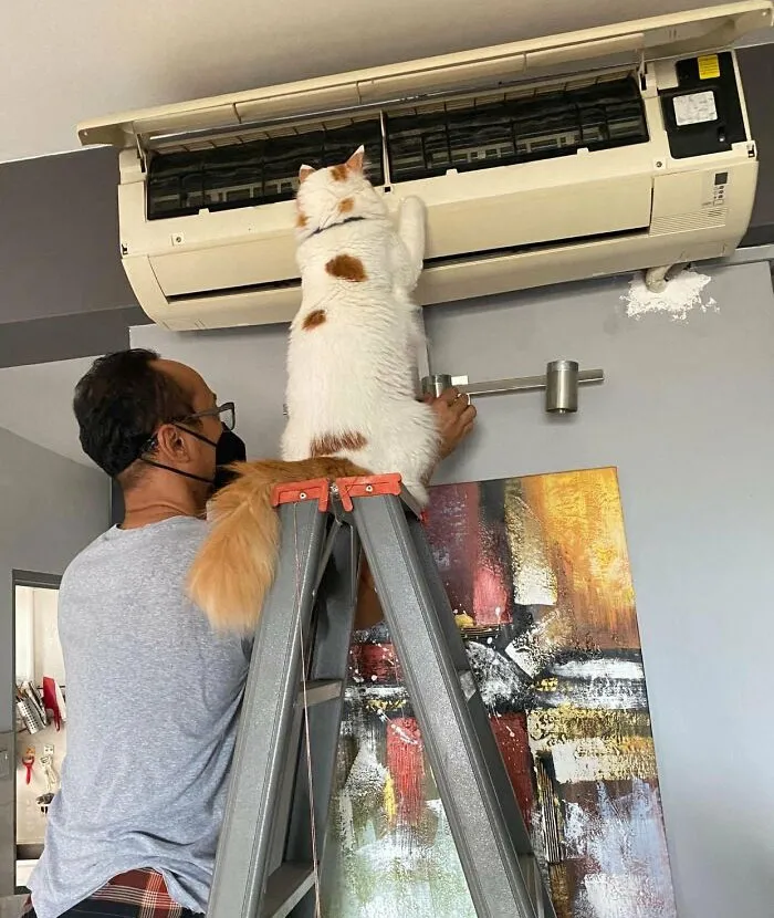 50 Of The Most Adorable Cats That Need A Raise For Their Top-Tier Work Ethic (New Pics)