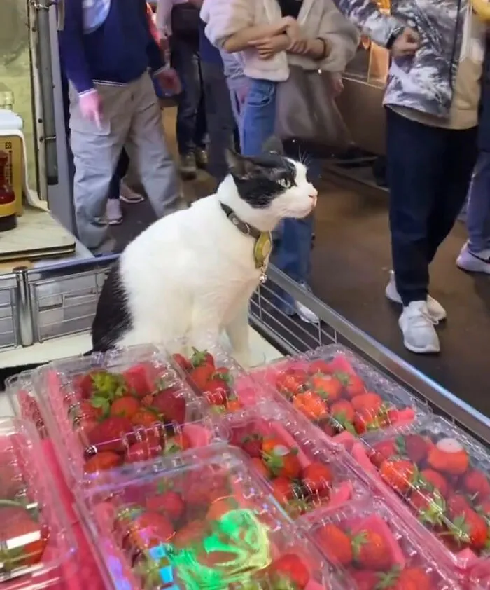 50 Of The Most Adorable Cats That Need A Raise For Their Top-Tier Work Ethic (New Pics)