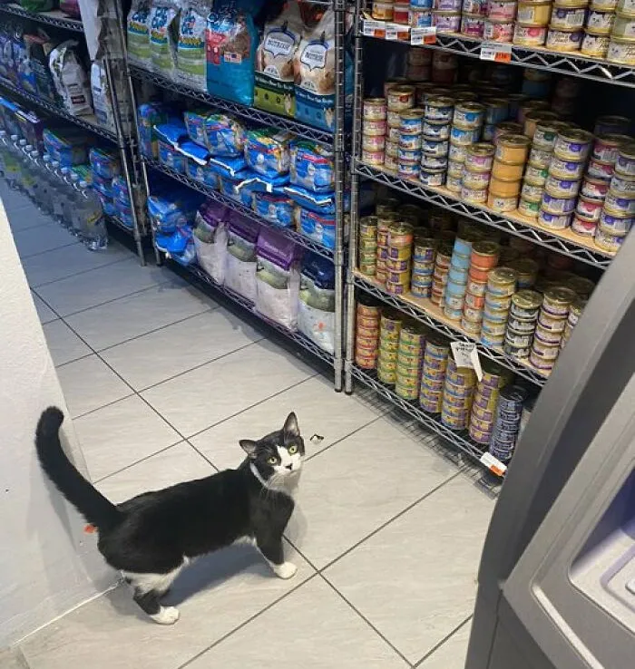 50 Of The Most Adorable Cats That Need A Raise For Their Top-Tier Work Ethic (New Pics)