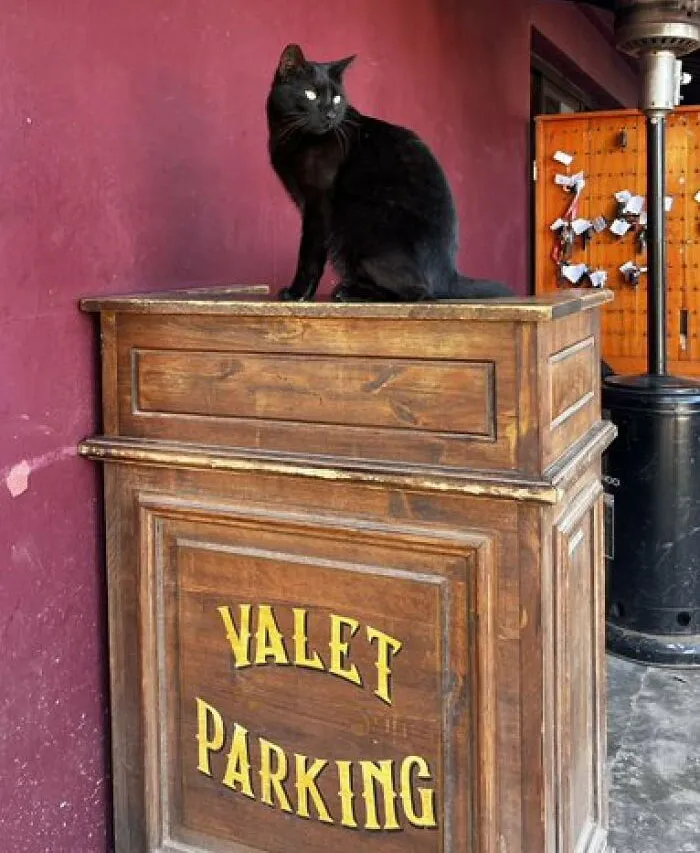 50 Of The Most Adorable Cats That Need A Raise For Their Top-Tier Work Ethic (New Pics)