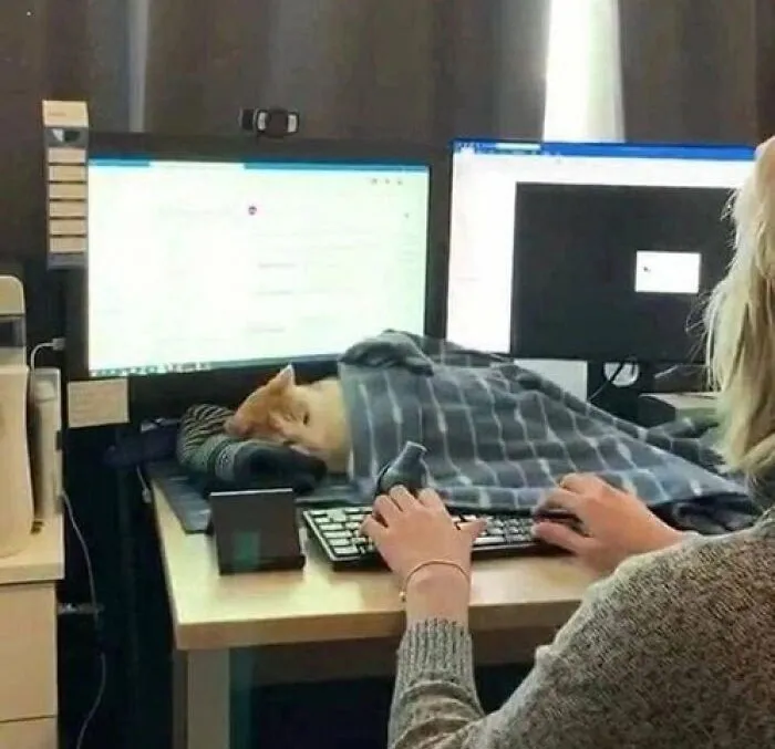 50 Of The Most Adorable Cats That Need A Raise For Their Top-Tier Work Ethic (New Pics)