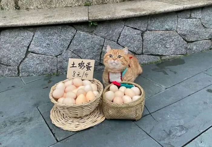 50 Of The Most Adorable Cats That Need A Raise For Their Top-Tier Work Ethic (New Pics)