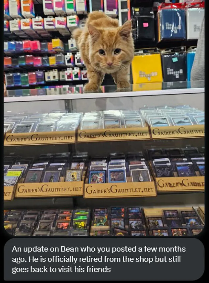 50 Of The Most Adorable Cats That Need A Raise For Their Top-Tier Work Ethic (New Pics)