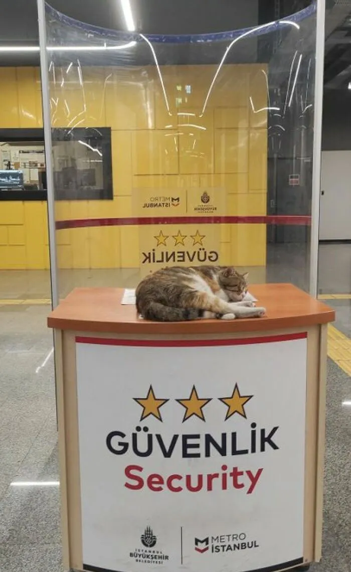 50 Of The Most Adorable Cats That Need A Raise For Their Top-Tier Work Ethic (New Pics)