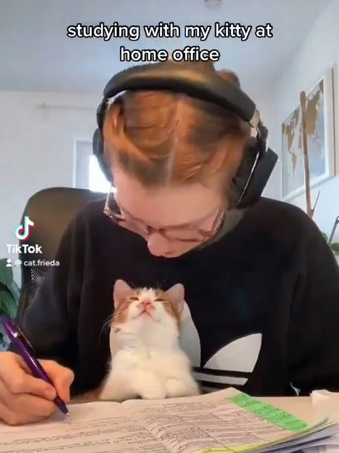 50 Of The Most Adorable Cats That Need A Raise For Their Top-Tier Work Ethic (New Pics)