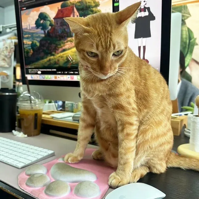 50 Of The Most Adorable Cats That Need A Raise For Their Top-Tier Work Ethic (New Pics)