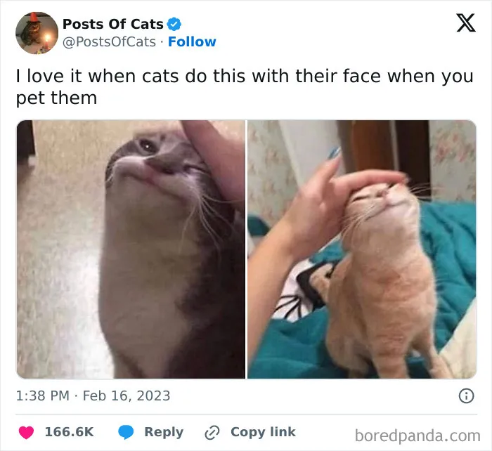 50 Ridiculously Cute Cat Memes That Can Brighten Your Day