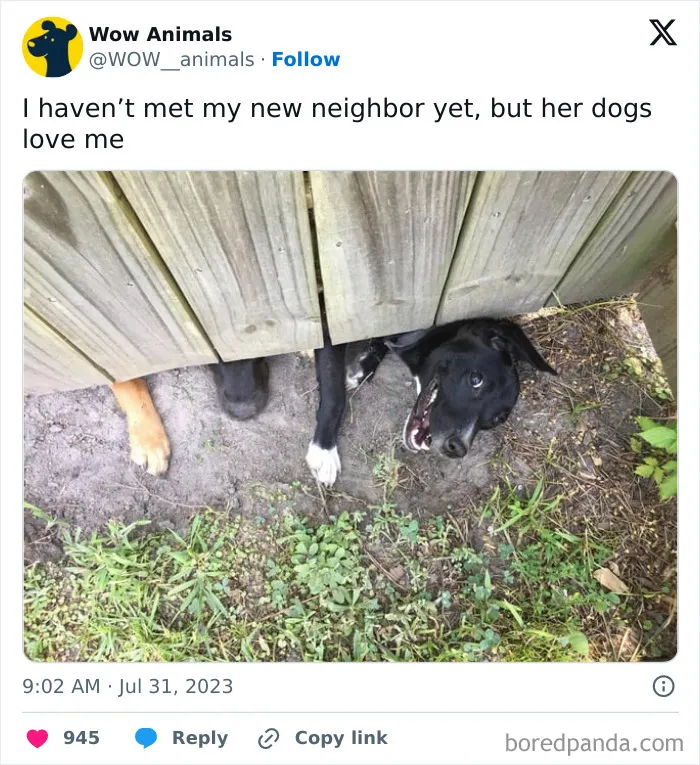 50 Times Animals Were Funnier And More Relatable Than People