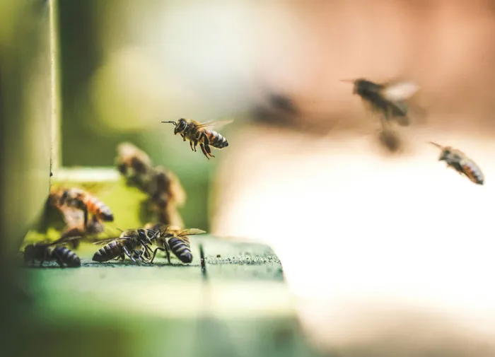 Kevin Learns About Bees 