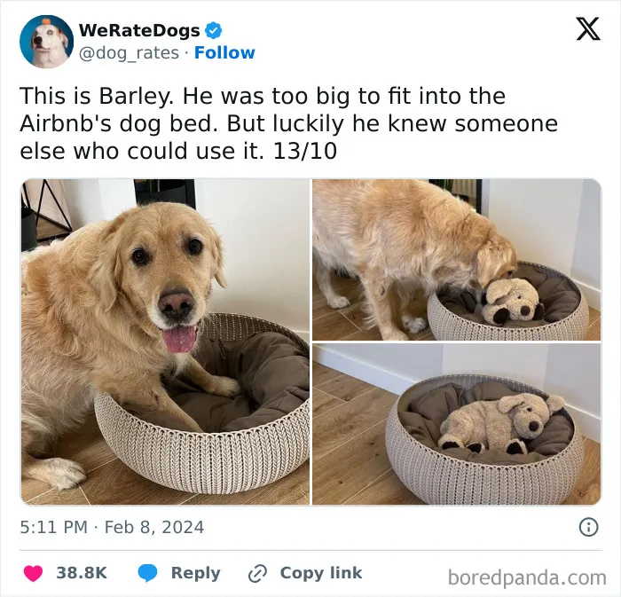 50 Times Animals Were Funnier And More Relatable Than People