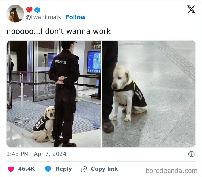 50 Times Animals Were Funnier And More Relatable Than People