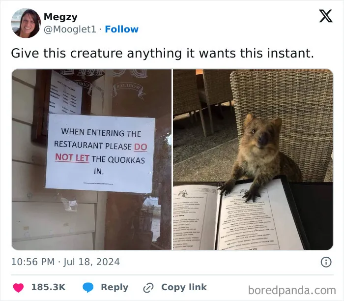 50 Times Animals Were Funnier And More Relatable Than People