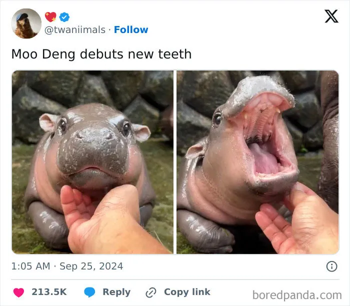 The World May Be Negative Sometimes, So Here Are 34 Adorable Tweets That May Bring Some Joy