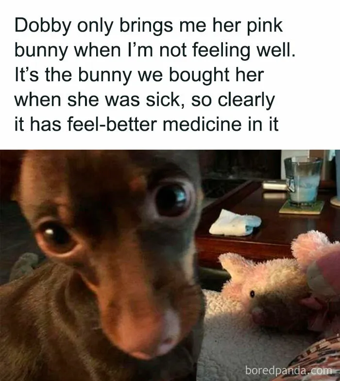 50 Memes That Dog Owners May Find Funny And Relatable