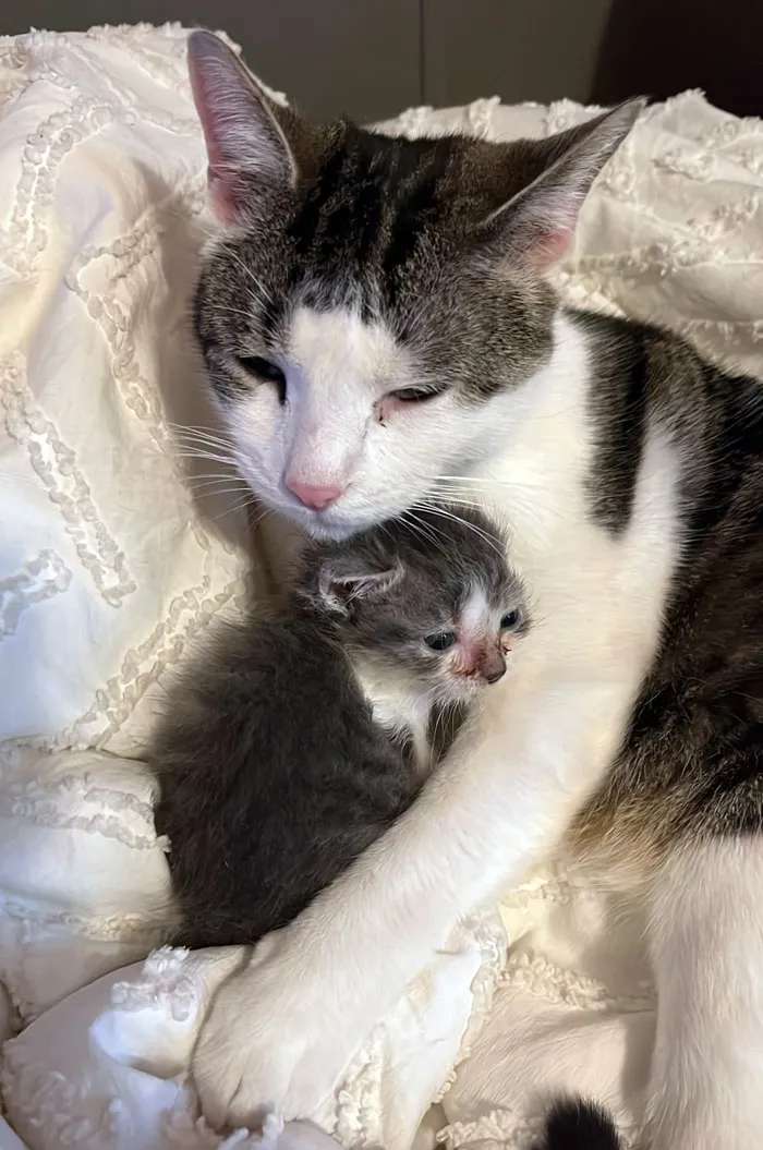 Found A Runt Outside, And My Cat Is Helping To Take Care Of Him