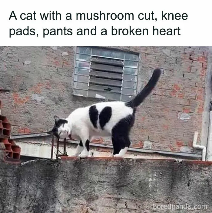 50 Ridiculously Cute Cat Memes That Can Brighten Your Day