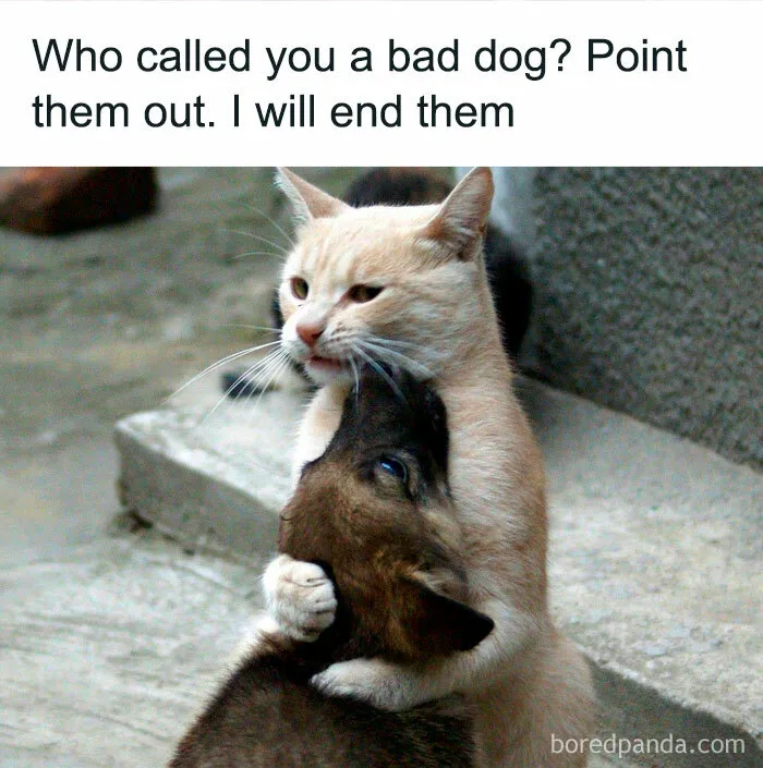 50 Ridiculously Cute Cat Memes That Can Brighten Your Day