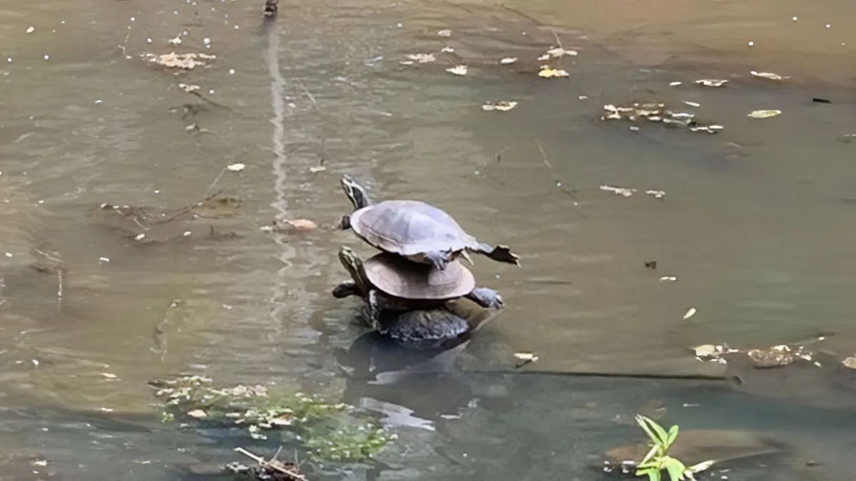 20 Turtle Memes: Slow, Steady, And Absolutely Hilarious