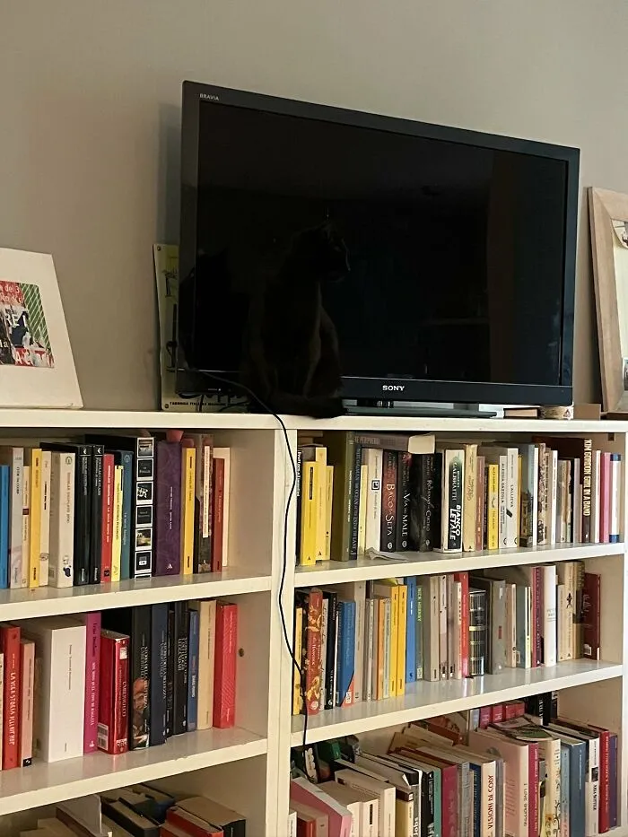 ‘There Is No Cat In This Image’: This X Account Collects Pictures Of Very Well-Hidden Cats (30 New Pics)