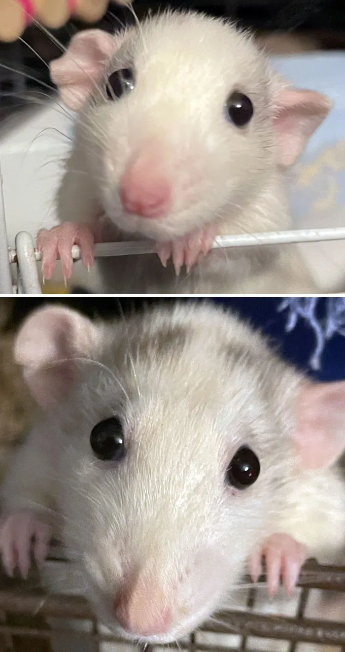 One Of My First Pictures Of My Rat, Crescent, vs. A More Recent One. She Still Has The Cutest Face