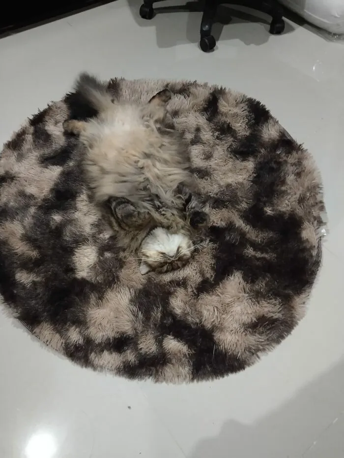 ‘There Is No Cat In This Image’: This X Account Collects Pictures Of Very Well-Hidden Cats (30 New Pics)
