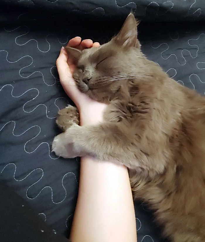 Fell Asleep With My Hand Out Like This And Woke Up To Her Hugging It