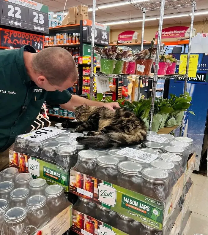 50 Of The Most Adorable Cats That Need A Raise For Their Top-Tier Work Ethic (New Pics)