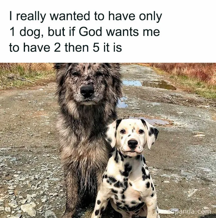 50 Memes That Dog Owners May Find Funny And Relatable