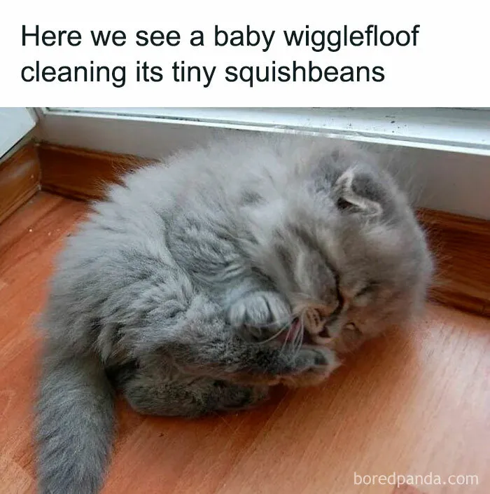 50 Ridiculously Cute Cat Memes That Can Brighten Your Day