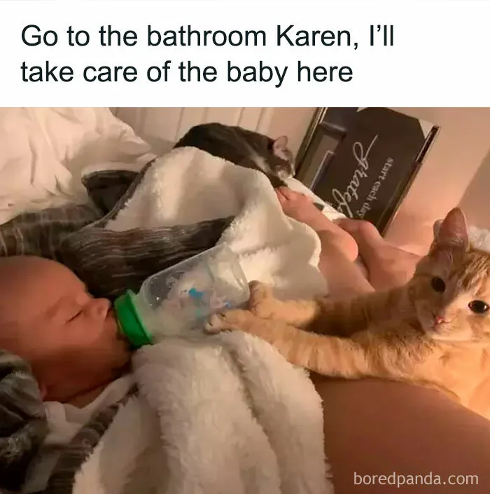50 Ridiculously Cute Cat Memes That Can Brighten Your Day