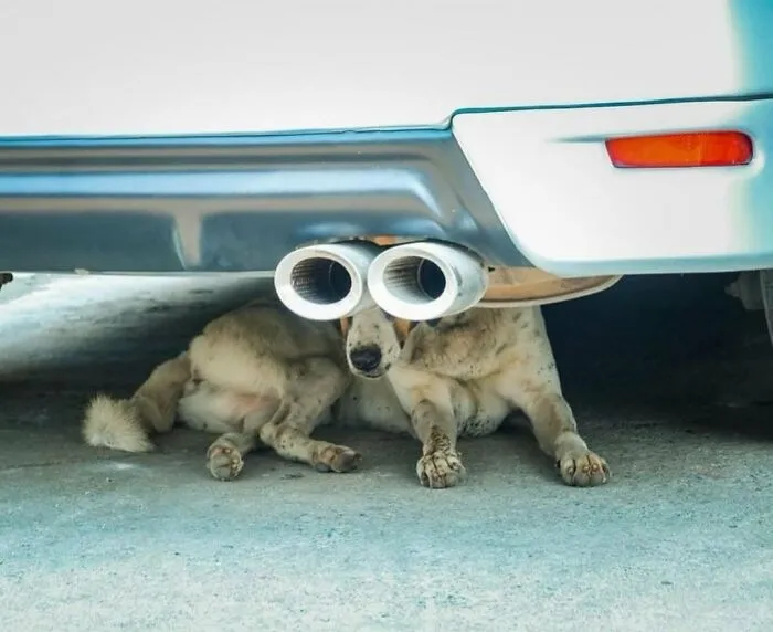 33 Highly Amusing Street Photos Shared On This Instagram Page (New Pics)