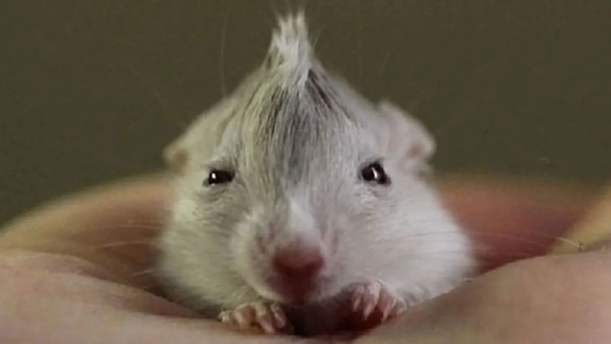 30 Hamster Memes That Will Have You Squeaking With Laughter