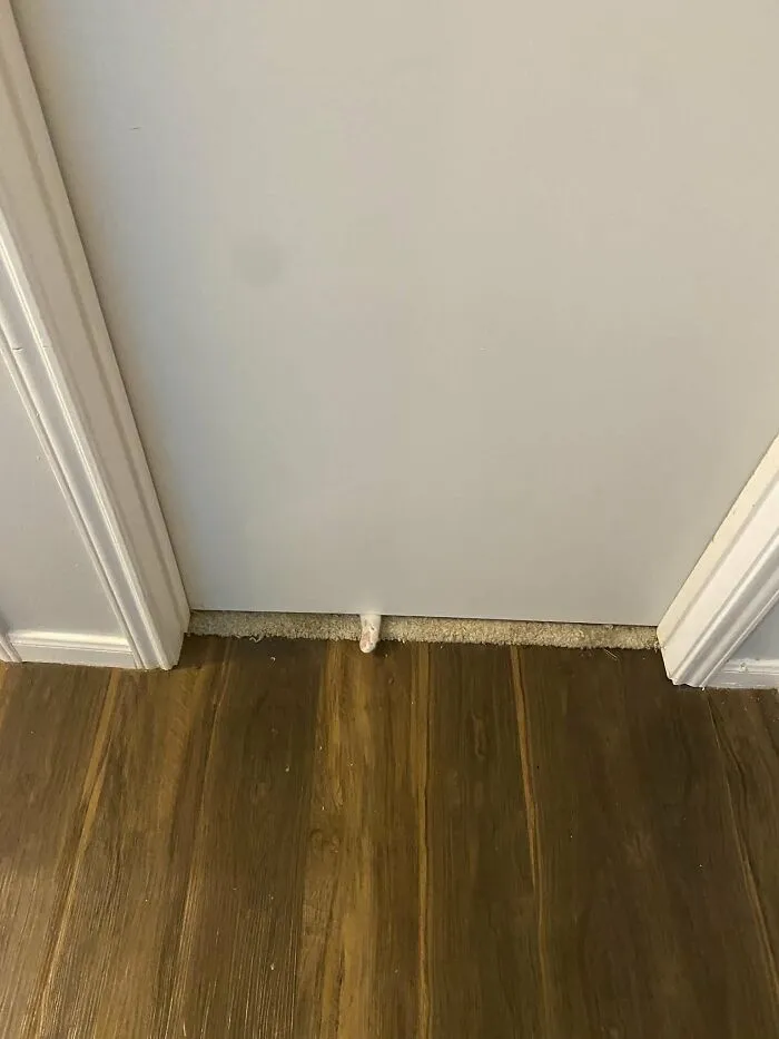 ‘There Is No Cat In This Image’: This X Account Collects Pictures Of Very Well-Hidden Cats (30 New Pics)