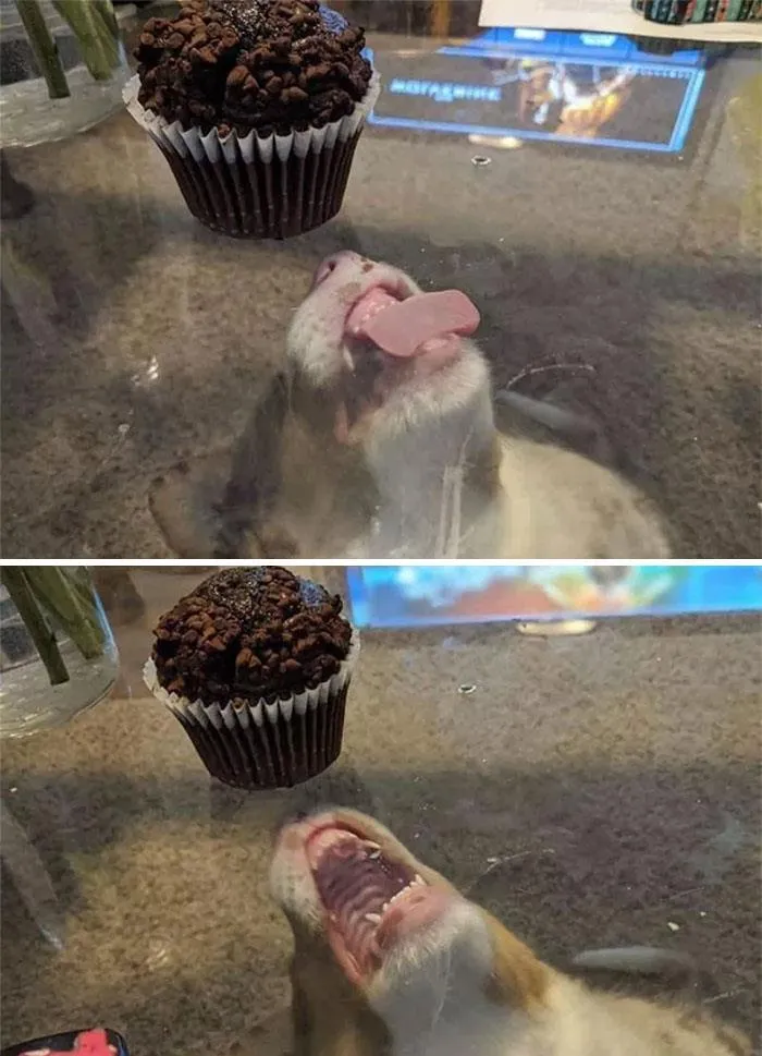 Intento de comerse un muffin