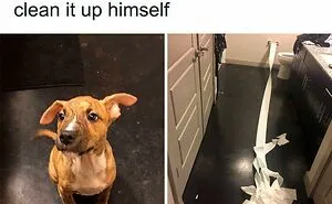 50 Of The Most Hilarious Fails Following “An Attempt Being Made” (Best Of All Time)
