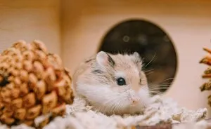 Hey Pandas, Can You Show Me Pictures Of Your Pet? (Closed)