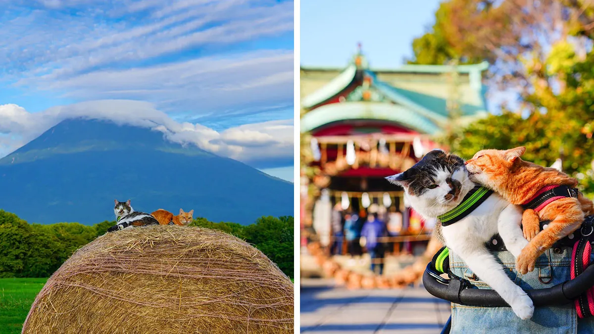 Traveling Cats: 30 Purrfect Photos Of Two Cats Accompanying Their Humans Around Japan (New Pics)